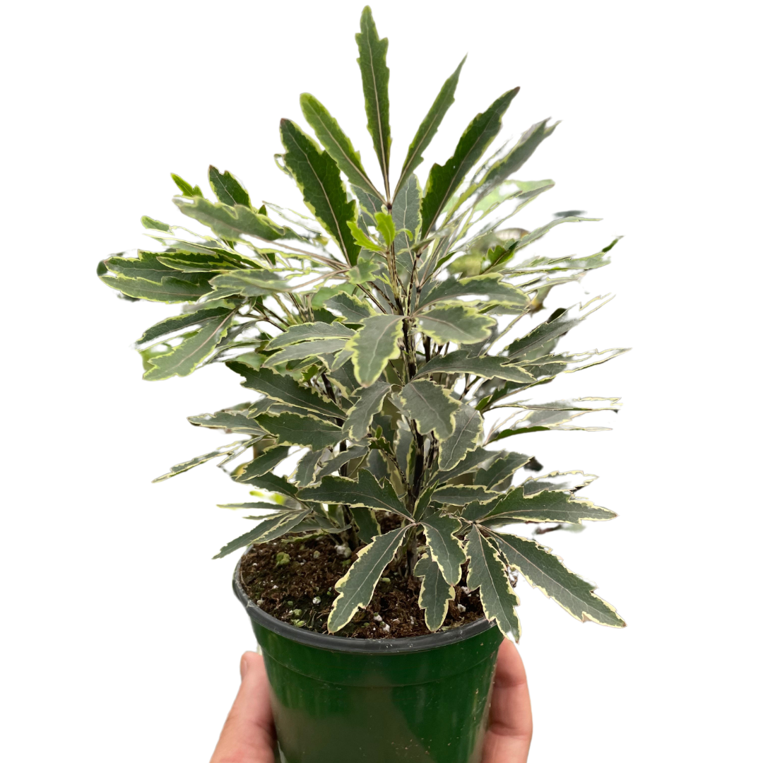 Aralia 'Bianca'-3" Pot