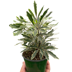 Aralia 'Bianca'-3" Pot