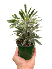 Aralia 'Bianca'-3" Pot